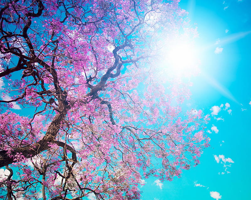Nature , bonito, clouds, flowers, new, pink, sun, tree, HD wallpaper