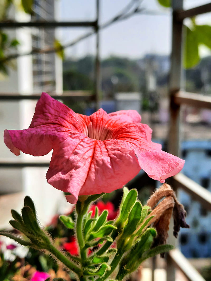 Close-Up Of Pink Hibiscus, HD phone wallpaper