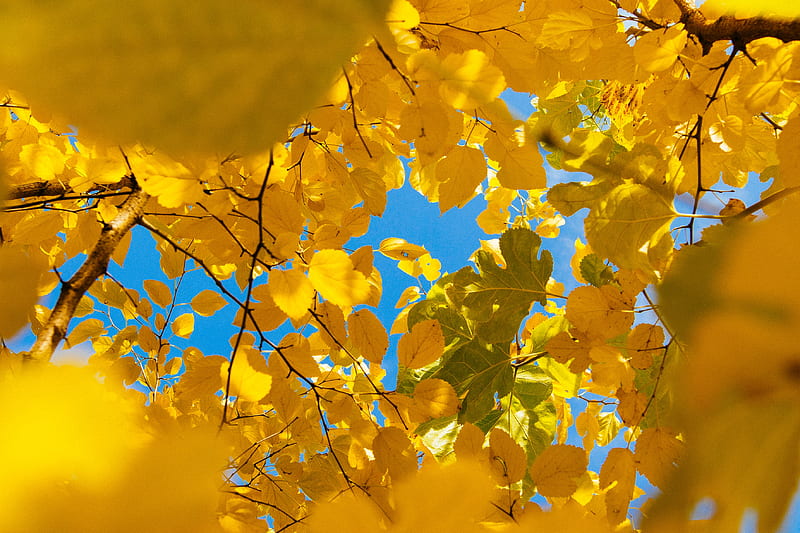 leaves, yellow, branches, autumn, HD wallpaper