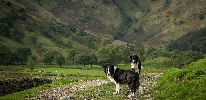 Border Collies, john malley, border collie, green, caine, black, couple, dog, animal, HD wallpaper