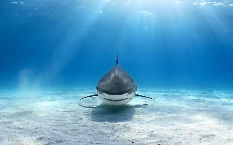 white shark, seabed, underwater world, predator, shark under water, sharks, HD wallpaper