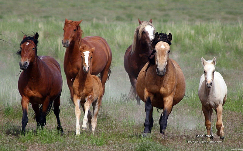 Mustang Mares and Foals, Horses, Mares, Wild Horses, Mustangs, HD wallpaper