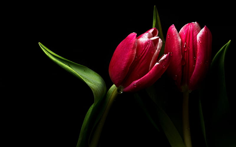 Simply Beautiful, red, pretty, red tulips, bonito, drops, graphy, love, tears, flowers, beauty, tulips, blooms, tulip, lovely, colors, black, buds, water drops, flower, nature, HD wallpaper