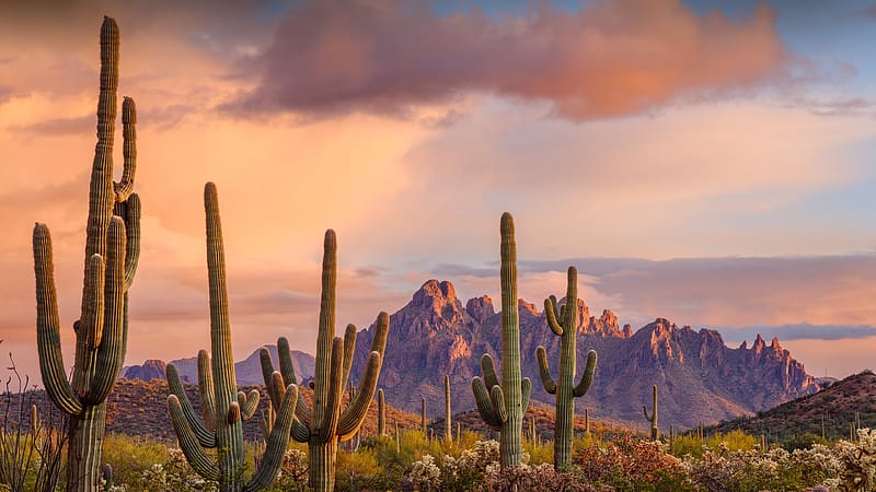 Saguaro Ironwood National Monument Arizona Bing, HD wallpaper