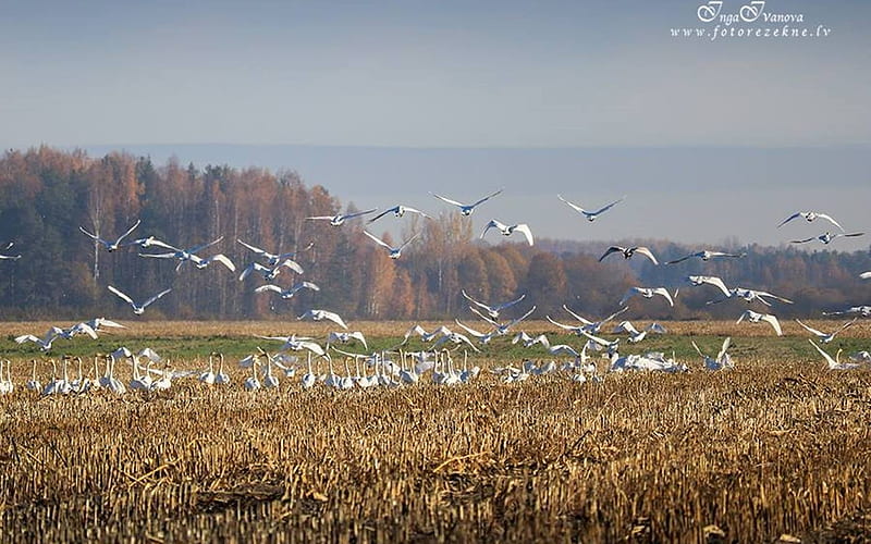 Swans before Migration, Latvia, autumn, field, swans, HD wallpaper