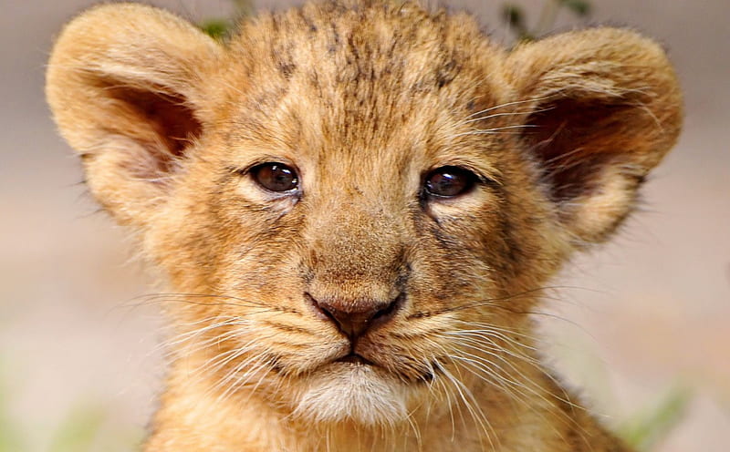 Lion cub portrait, cute, cub, portrait, wild life, lion, HD wallpaper
