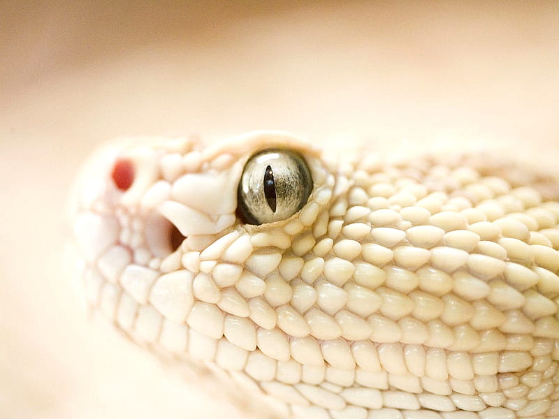 Snake Eyes, scales, pupil, eye, snake, HD wallpaper