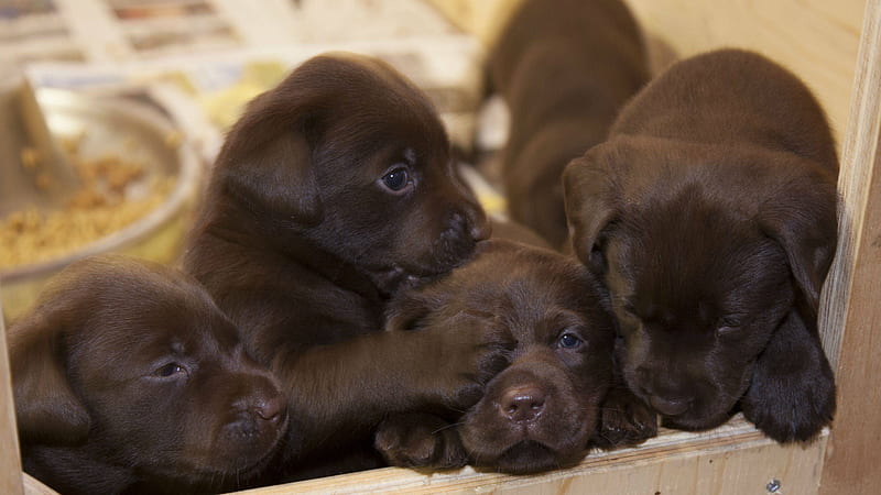 Anna Staniszewski Blog Archive Going from Revising to Rewriting [] for your , Mobile & Tablet. Explore Chocolate Lab Puppy . Yellow Lab , Black Lab, Chocolate Lab Puppies, HD wallpaper