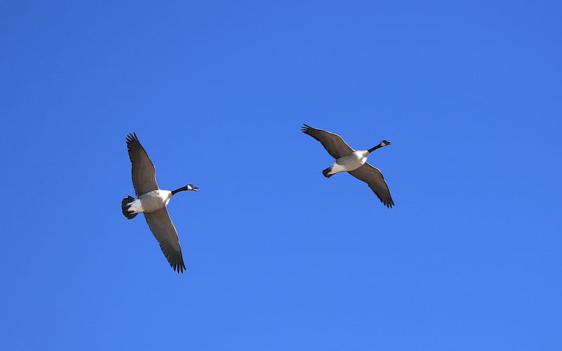 Canada Geese, geese, sky, Canada, flight, HD wallpaper