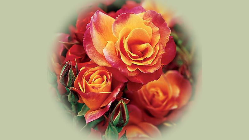 Roses, yellow, red, flower, rose, HD wallpaper | Peakpx