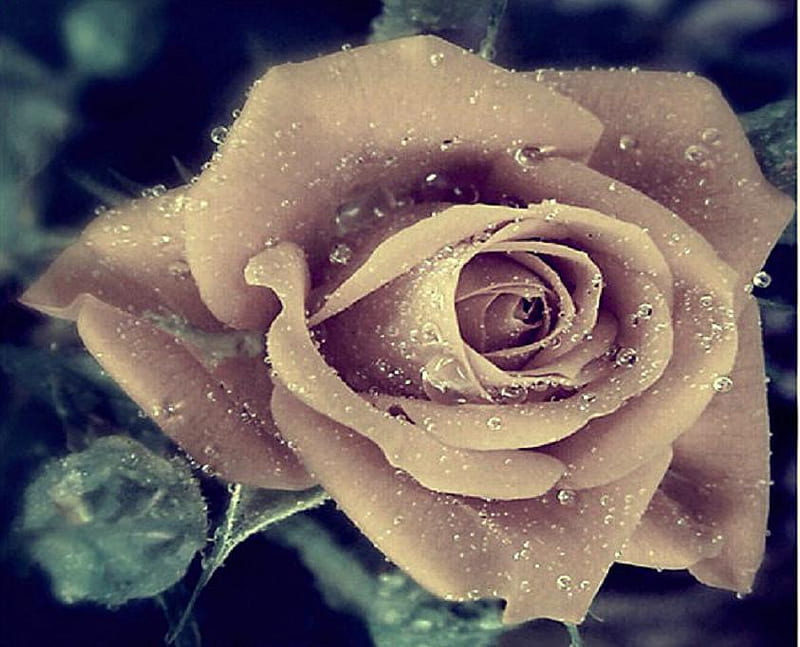 a rose is not always red, pretty, lovely, rose, bonito, soft, roses, bud, buds, nice, plants, flower, flowers, nature, petals, delecate, HD wallpaper