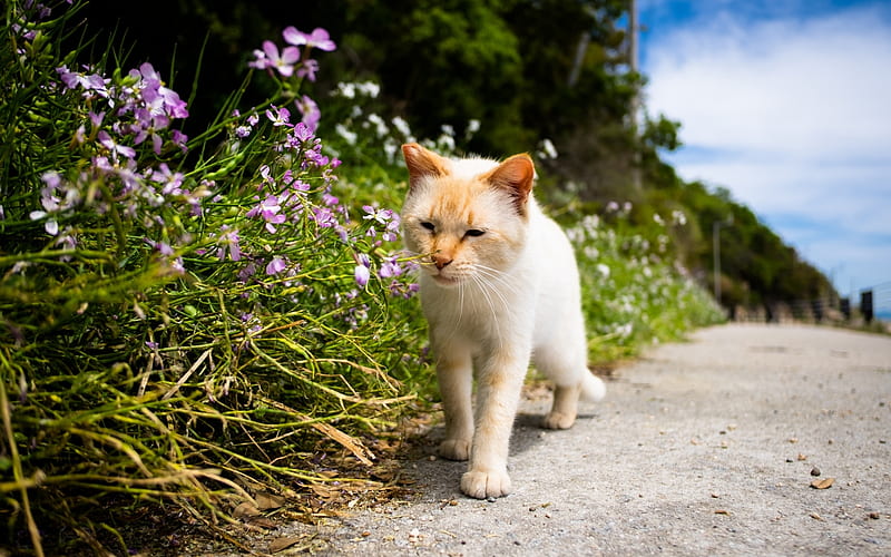 American Shorthair, ginger cat, domestic cat, pets, cats, American Shorthair Cat, HD wallpaper