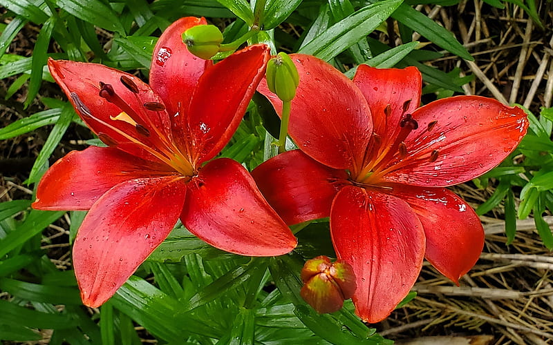 Oriental Lilies, flowers, red, lilies, nature, HD wallpaper | Peakpx