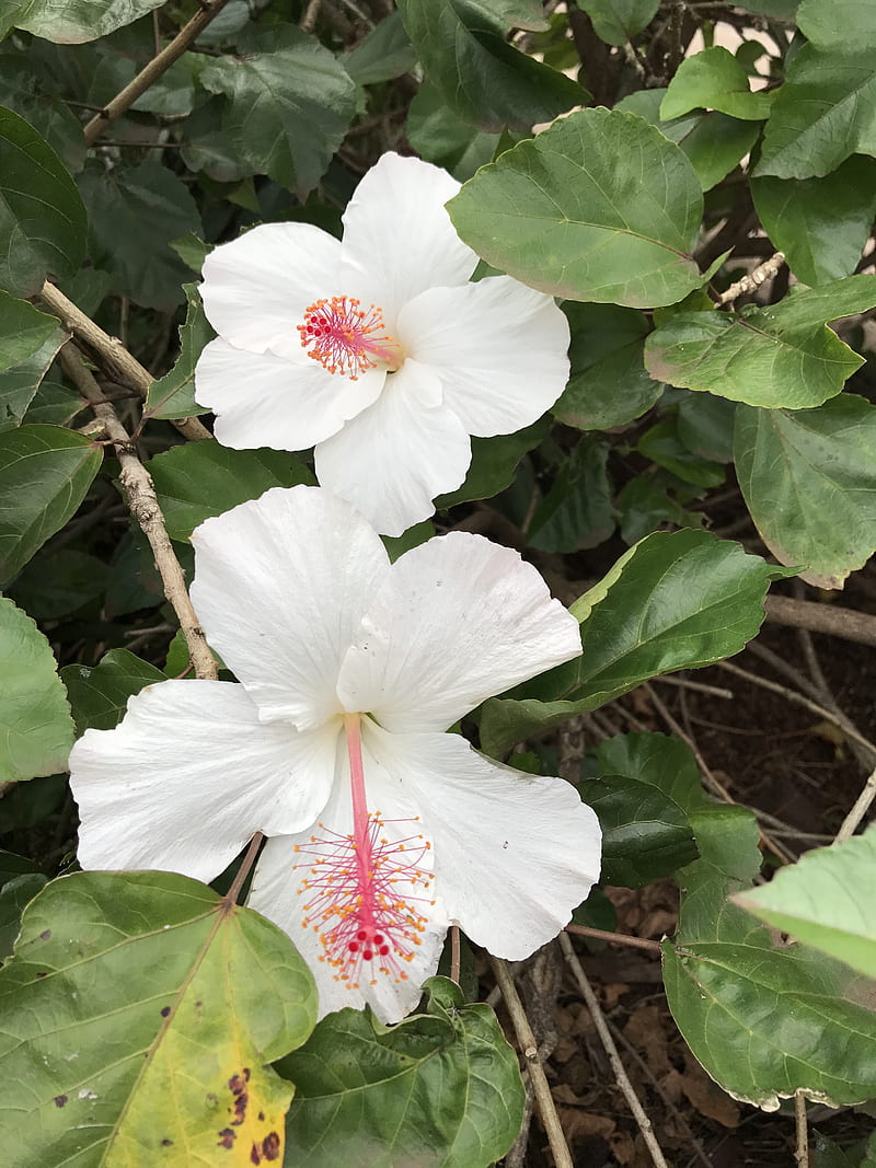 White Hibiscus, flower, nature, HD phone wallpaper | Peakpx