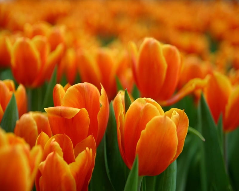 Orange Tulip, orange flower, orange, orange flowers, flower, flowers, nature, tulips, orange tulips, tulip, HD wallpaper
