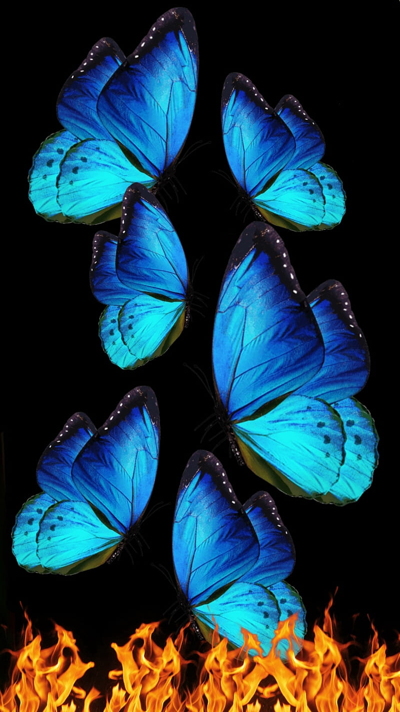 Fire Flies, black, blue, butterfly, neon, night, sky, HD phone wallpaper