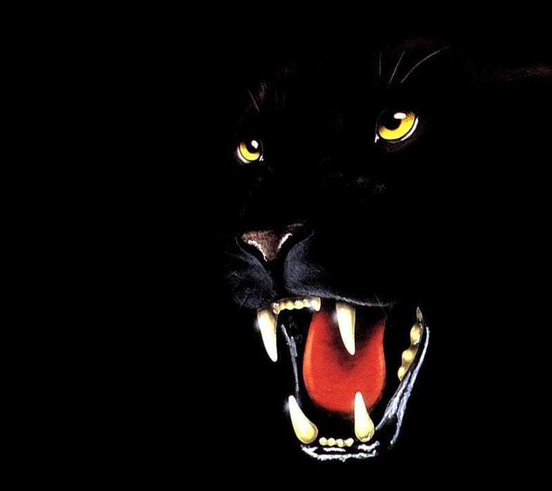 Black Panther, animals, HD wallpaper | Peakpx
