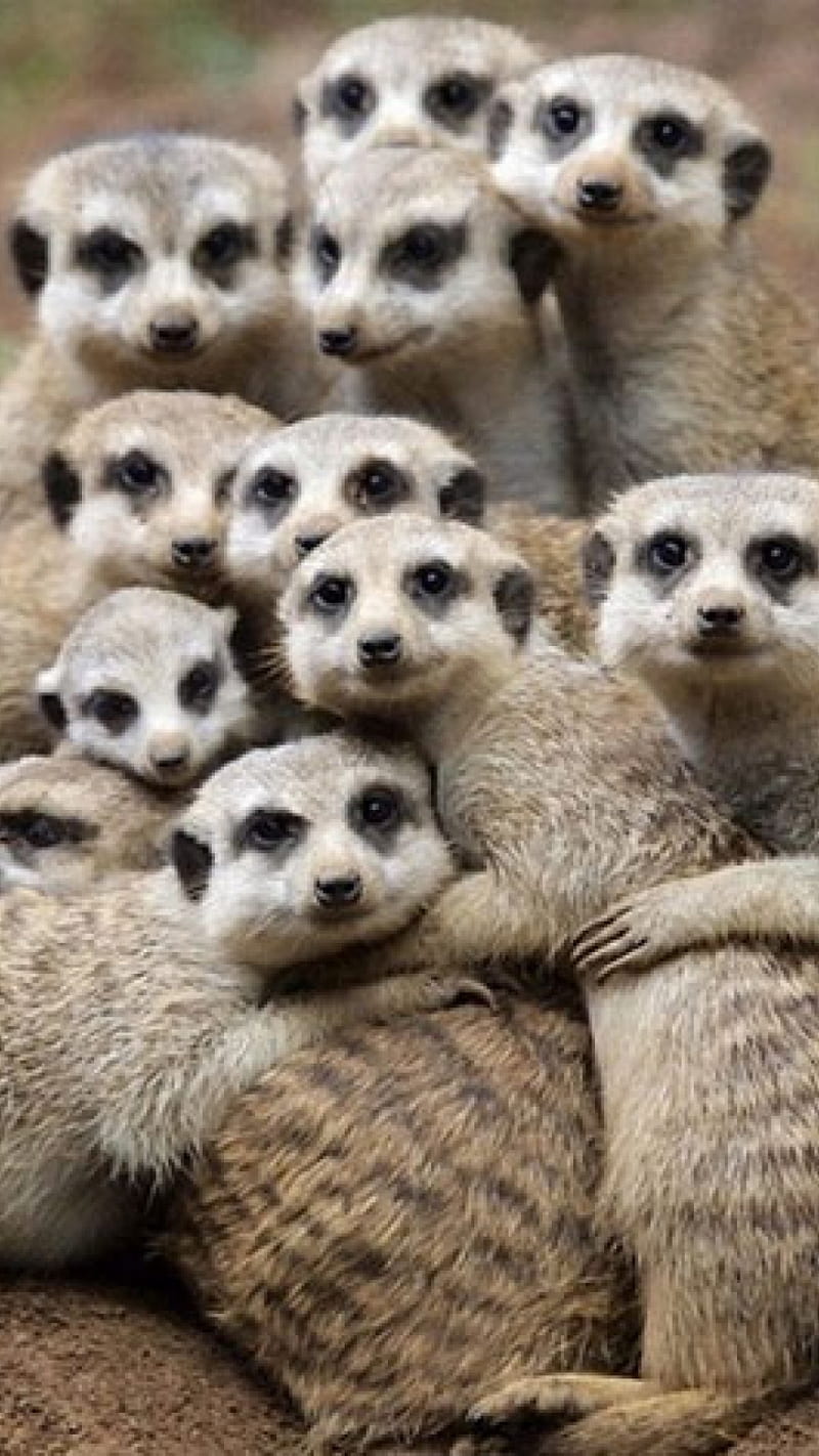 Meerkats, animals, HD phone wallpaper