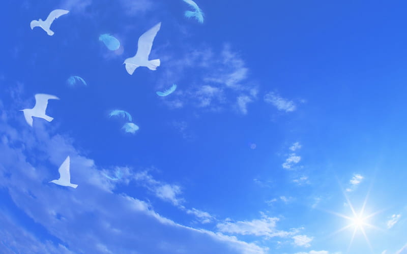 Doves, sun, sky, pigeon, bird, flying, summer, dove, white, blue, HD wallpaper