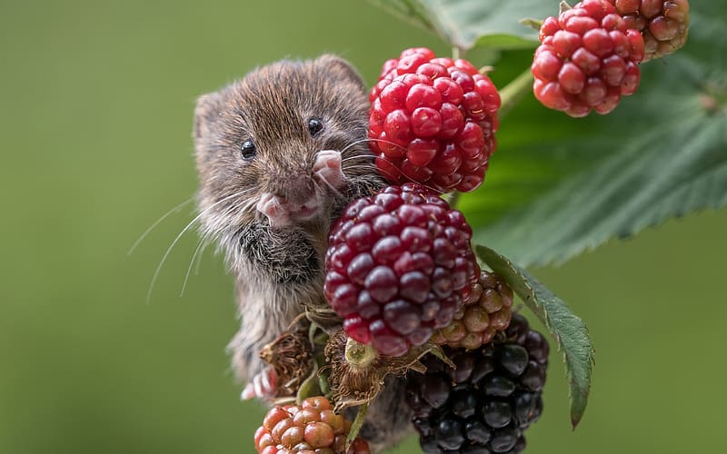 Harvest Mouse, cute, raspberry, vara, gruit, summer, mouse, pars, red, green, nature, rodent, HD wallpaper