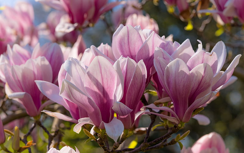 magnolia, pink spring flowers, spring, background with magnolias, beautiful flowers, spring flowering, HD wallpaper