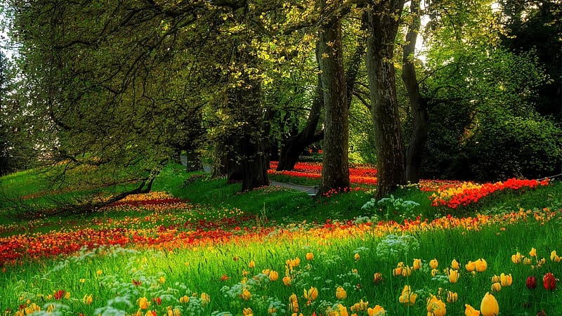 Flowers, Grass, Flower, Park, Tree, , Spring, Tulip, HD wallpaper | Peakpx