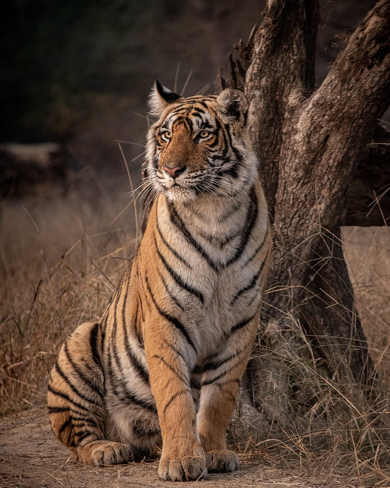 tiger, predator, glance, wildlife, big cat, HD phone wallpaper