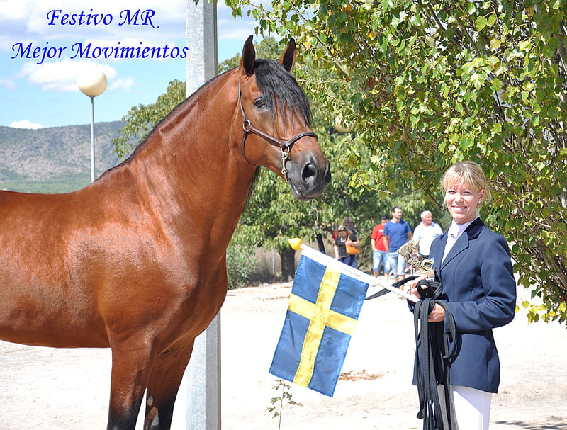 My Number One, andalusian, bay, horses, spanish, award, HD wallpaper