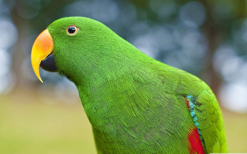 eclectus parrot-birds, HD wallpaper