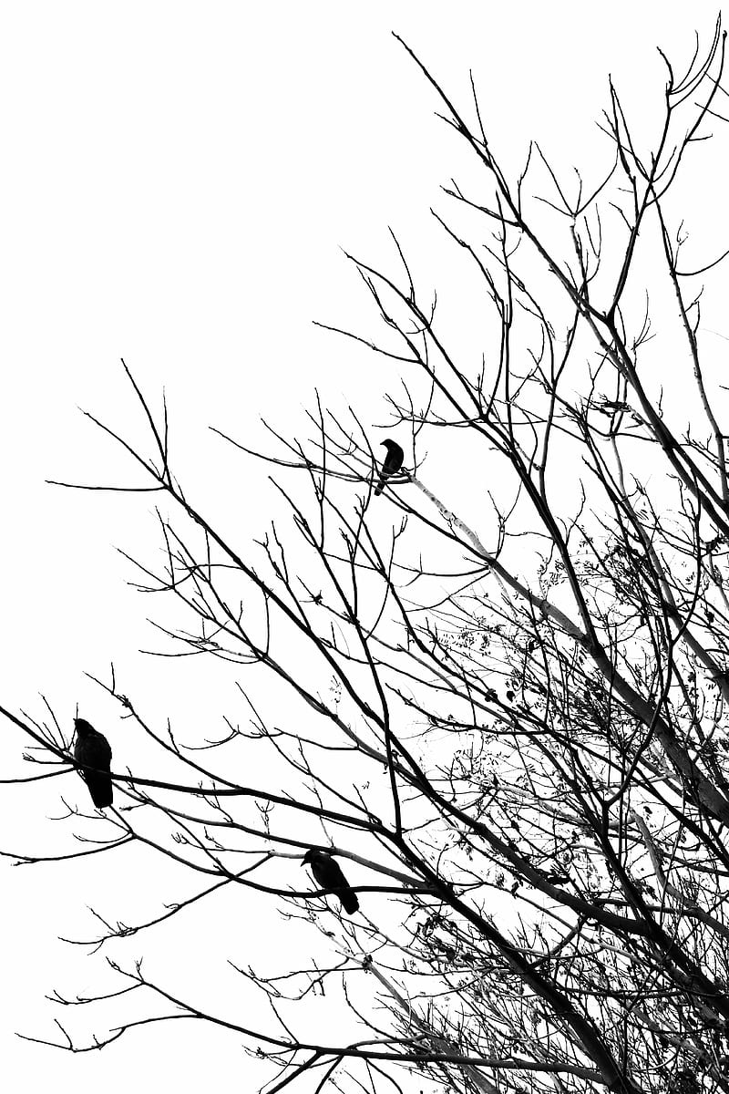 bird on bare tree branch, HD phone wallpaper