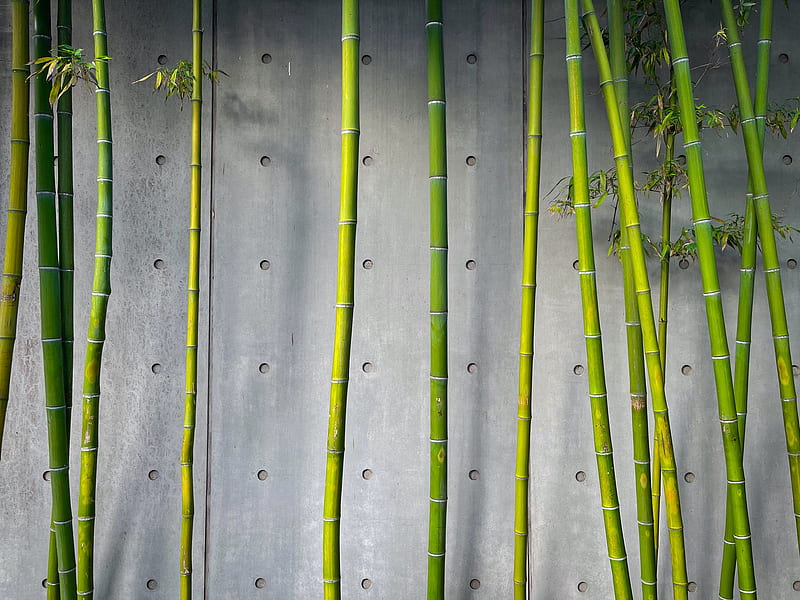 bamboo, stems, plant, green, concrete, HD wallpaper