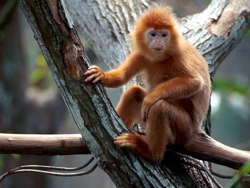 Macaco, HD wallpaper