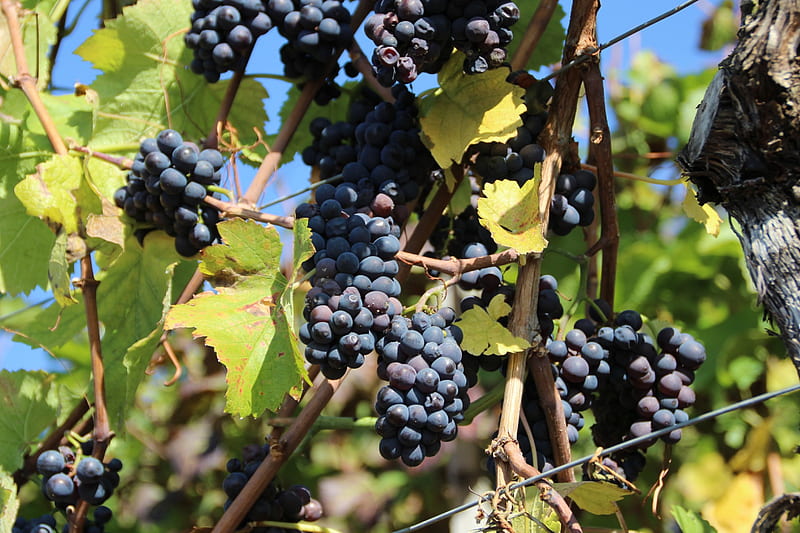 Homeland 9, grapes, sunny, autumn, waiting for ice vine, HD wallpaper