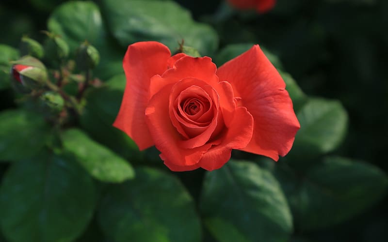 Red Rose, rose, macro, flower, red, HD wallpaper | Peakpx