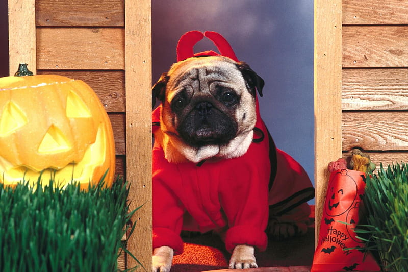 Devil Dog, costume, jack o lantern, pumpkin, devil, dog, horns, door, HD wallpaper