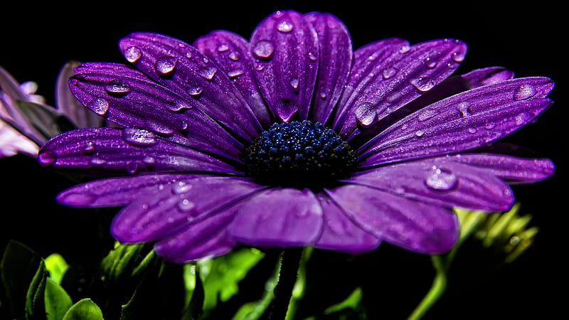 Purple Chrysanthemum Flower Water Drops Black Background Purple, HD wallpaper