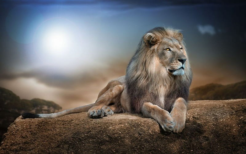 african lion, king, male, sunset, cat, carnivore, HD wallpaper