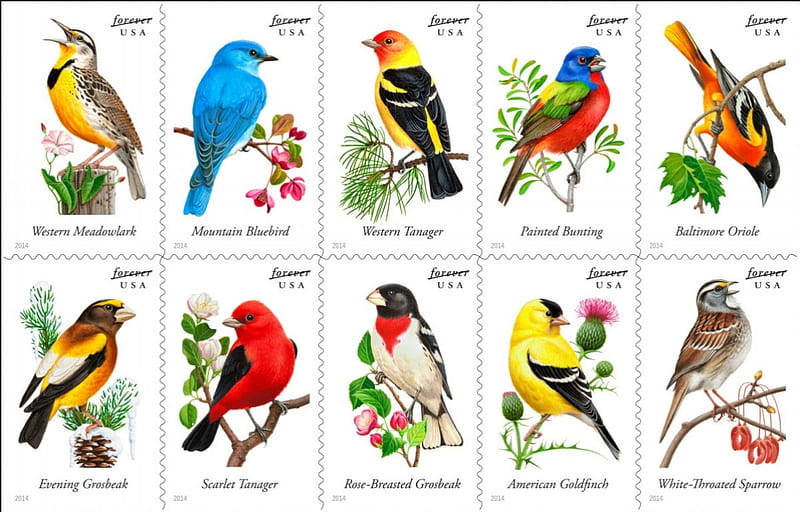 Bird Feed, birds, hobby, bird watching, stamps, HD wallpaper