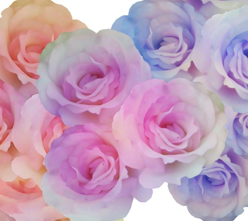 Rainbow Roses, pretty, orange, yellow, bonito, soft, rainbow, roses, sweet, cute, purple, flowers, nature, white, pink, blue, HD wallpaper