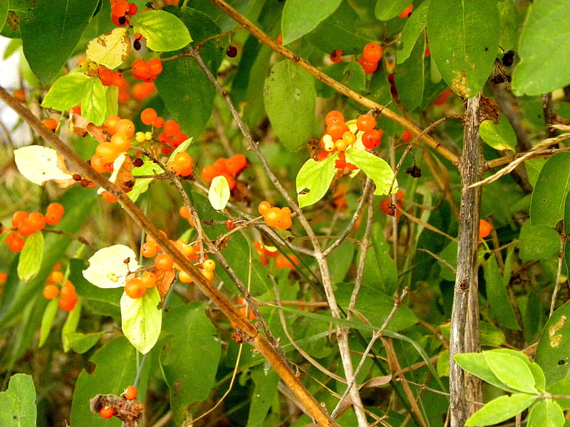 Orange Berries, Wild Berries, Orange, Summer, graphy, Berries, HD wallpaper