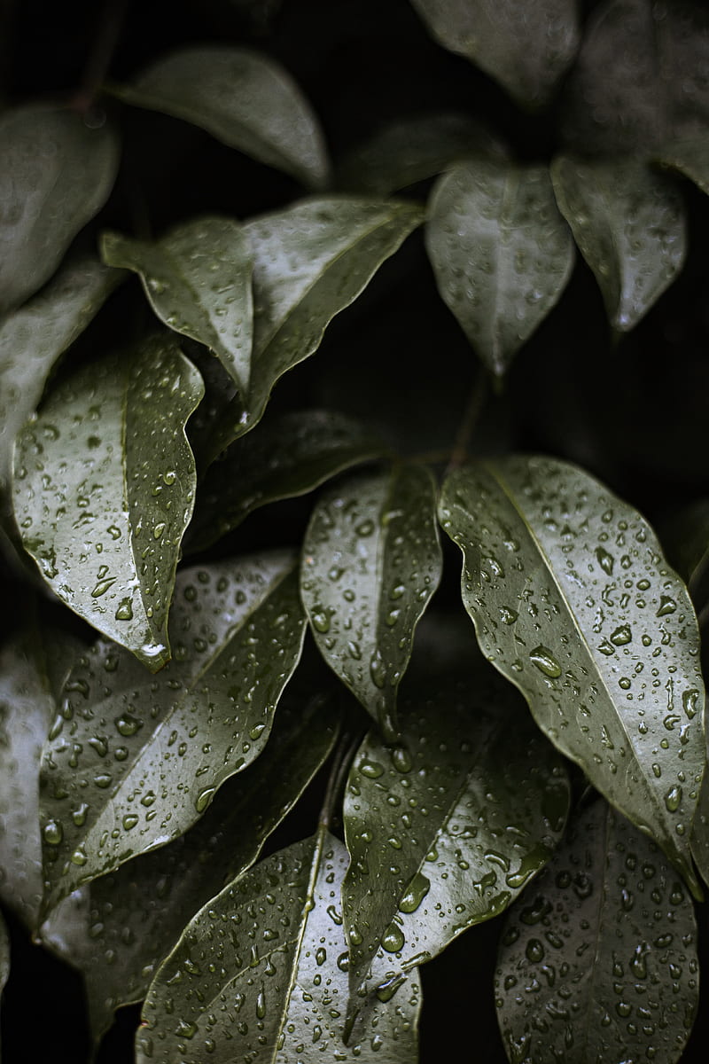 leaves, drops, water, glossy, HD phone wallpaper