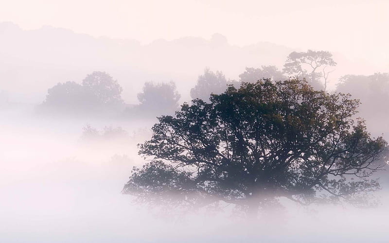 Early morning fog-Landscape graphy, HD wallpaper