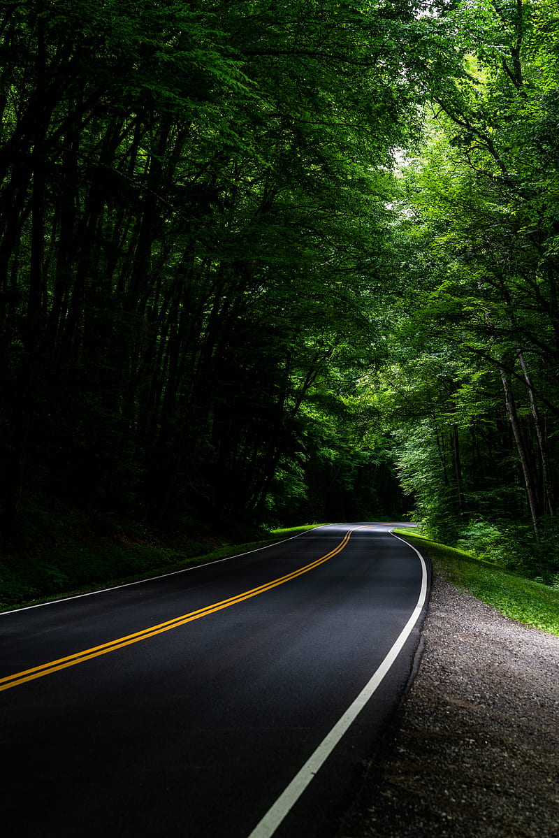 road, asphalt, forest, trees, turn, HD phone wallpaper