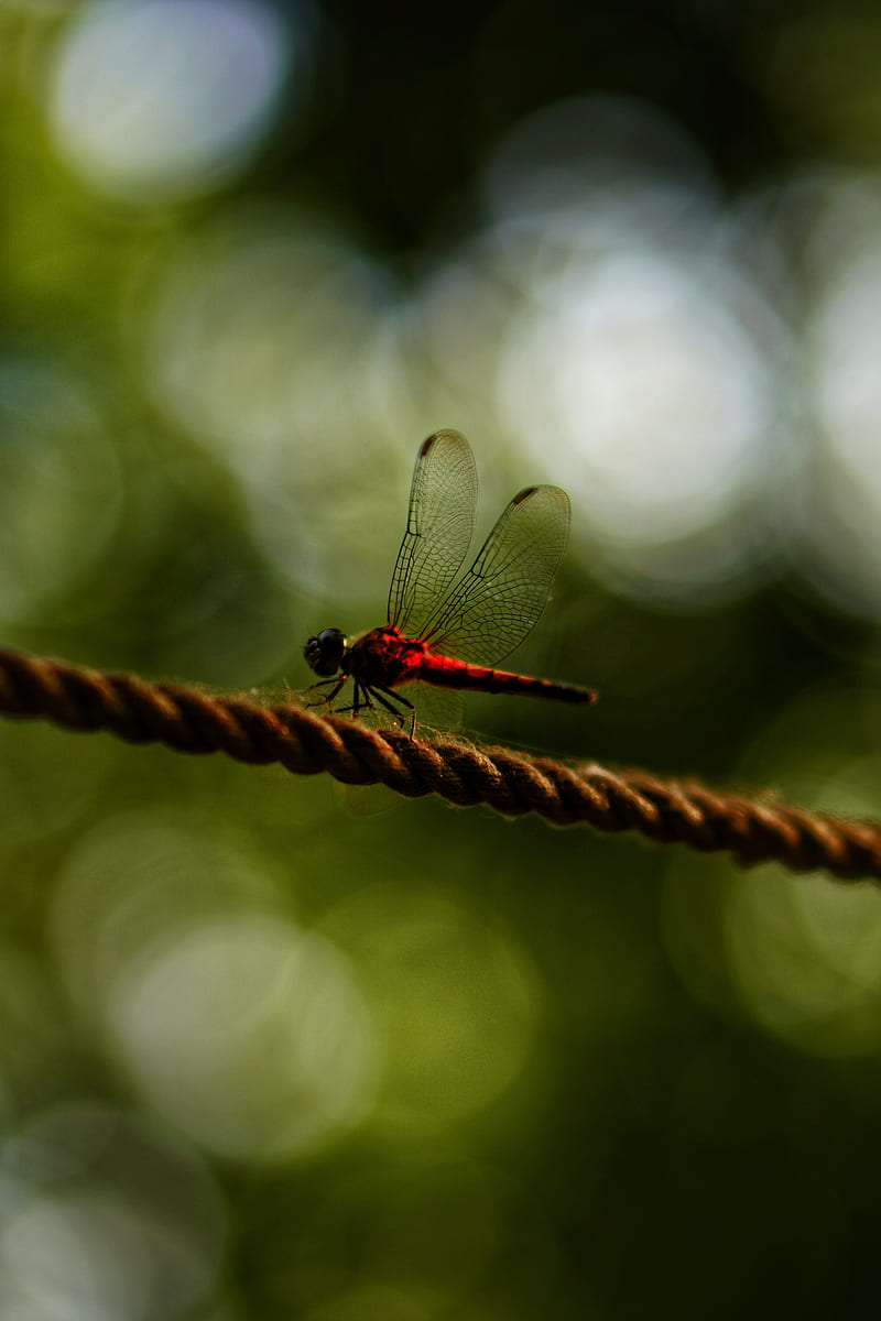 dragonfly, red, macro, insect, HD phone wallpaper
