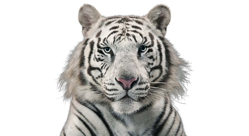 White Shape Ultra, Aero, White, Tiger, Animal, forma, Albino, HD wallpaper