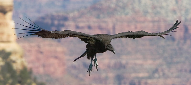 Black Condor, paws, wings, bird, soaring, black, beak, canyon, feathers, HD wallpaper