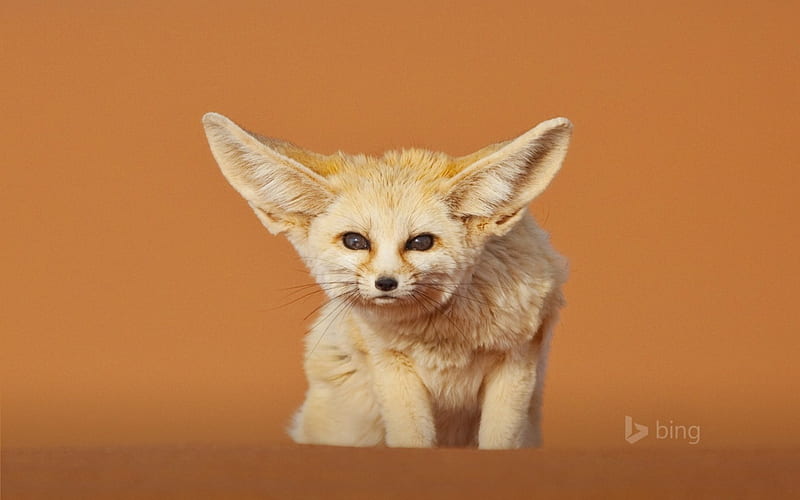 Fennec fox Merzouga Morocco, Merxouga, Fennec, fox, Morocco, HD wallpaper