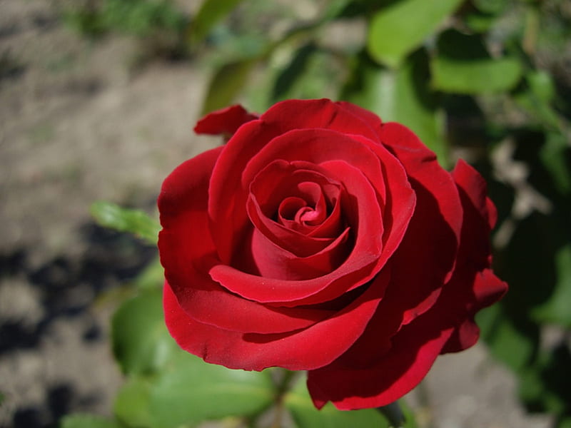 Beautiful red rose, red rose, wonderful, single rose, rose, flower ...