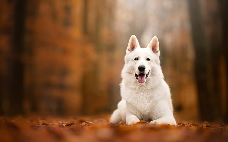 White Swiss Shepherd Dog, autumn, white dog, pets, HD wallpaper