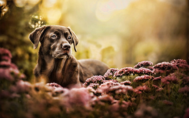 Chesapeake Bay Retriever, autumn, dogs, bokeh, pets, brown dog, cute animals, Chesapeake Bay Retriever Dog, HD wallpaper